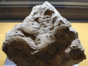Dal calcare alla calciocianamide: una storia lunga 225 milioni di anni